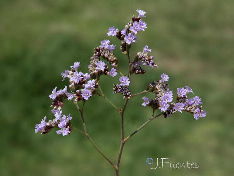 Limonium malacitanum.24