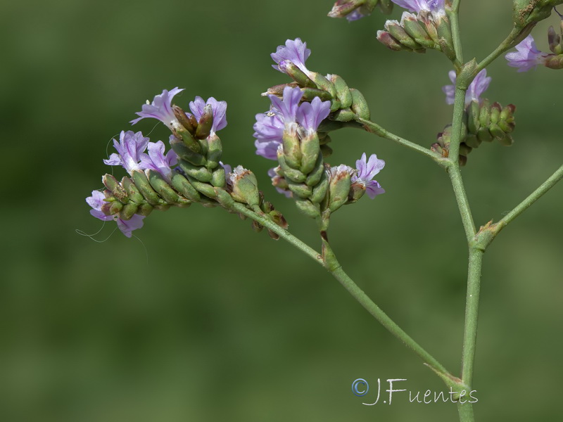 Limonium malacitanum.03