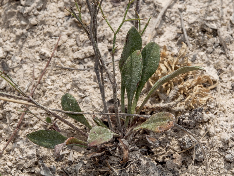 Limonium minus.05