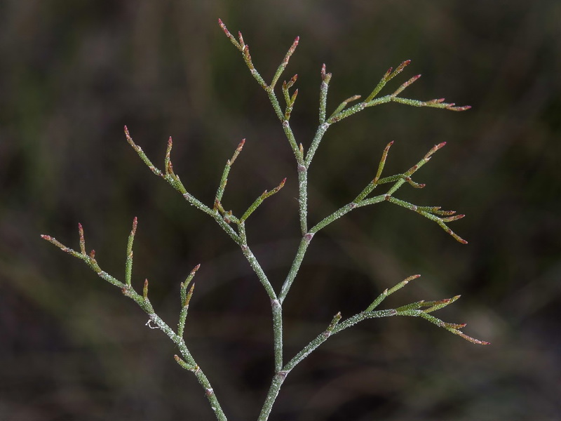 Limonium minus.08