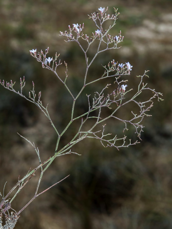 Limonium minus.09