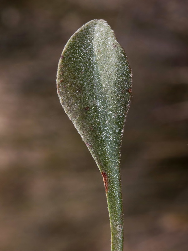 Limonium minus.10