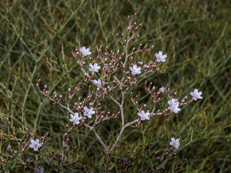 Limonium minus.12