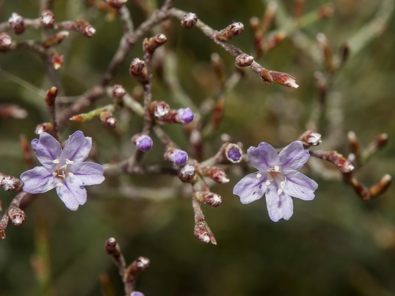 Limonium minus.15