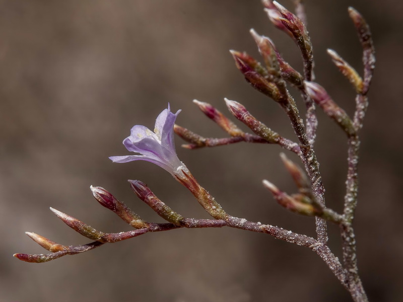 Limonium minus.16