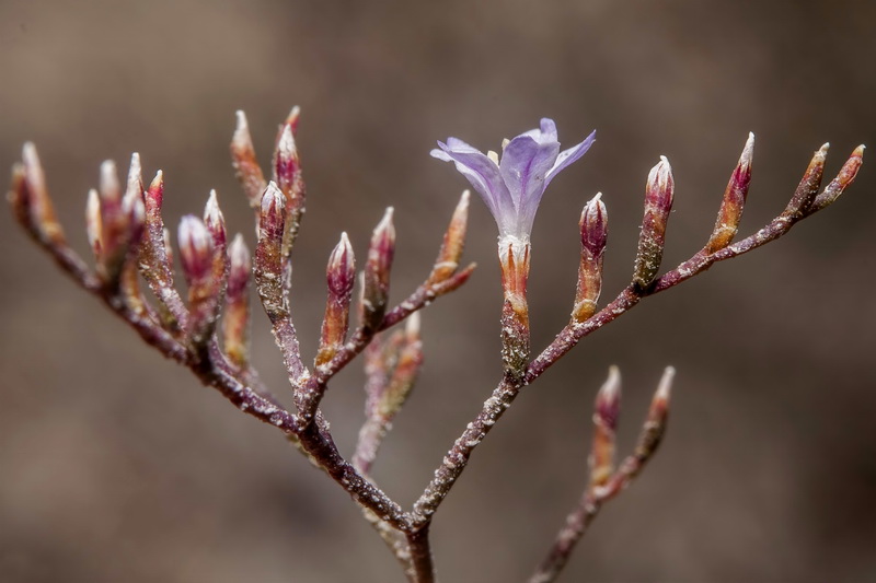 Limonium minus.19