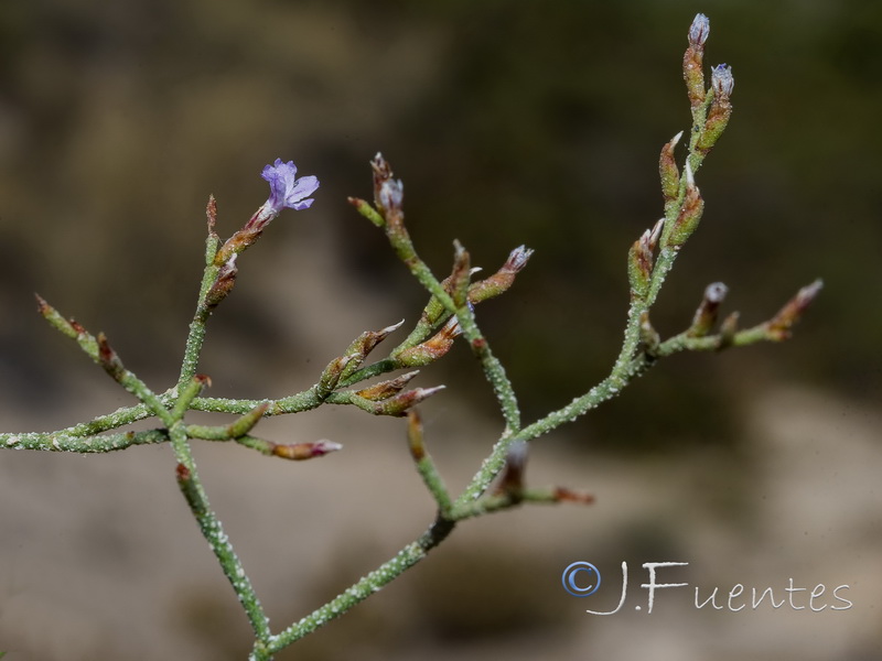 Limonium minus.24