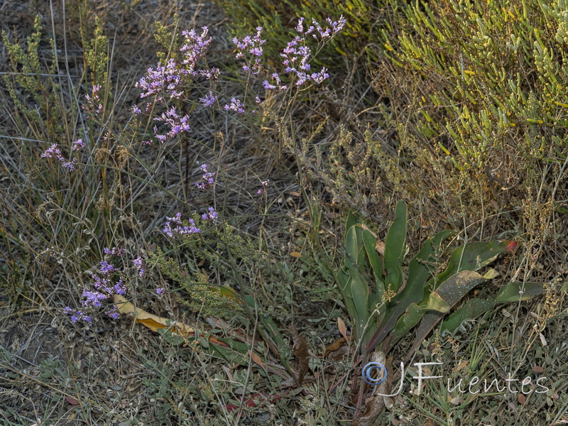 Limonium narbonense.01