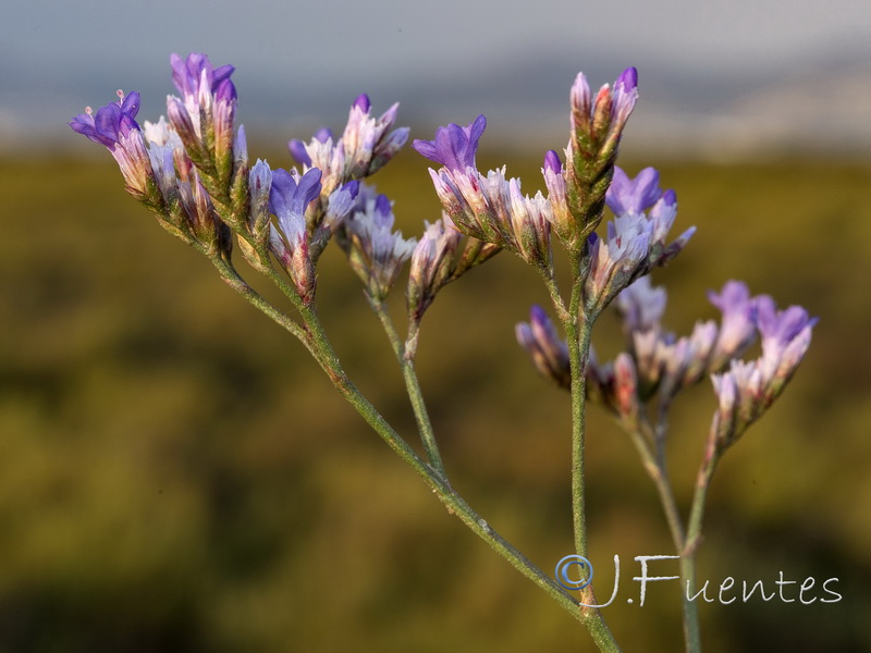 Limonium narbonense.03