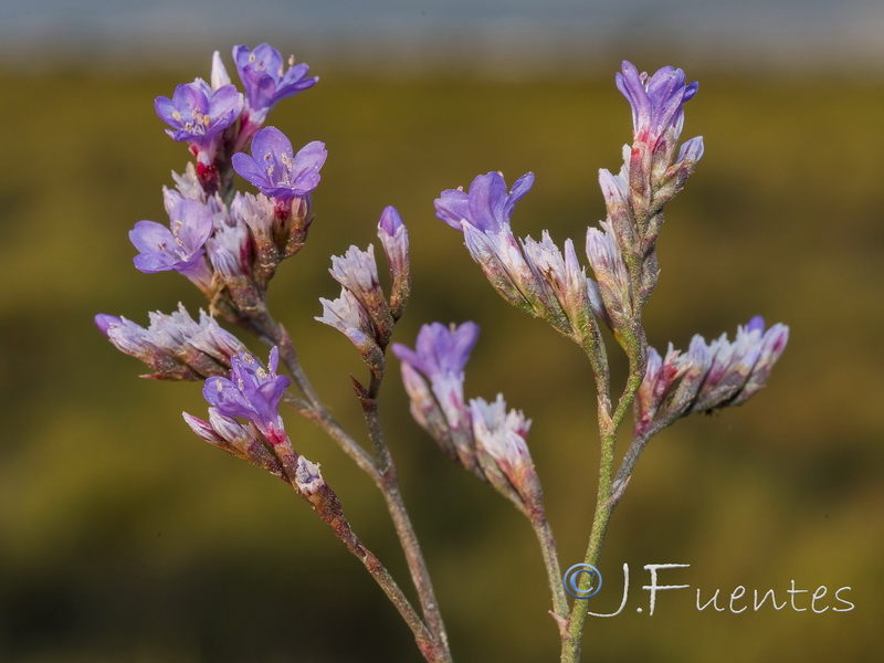 Limonium narbonense.04
