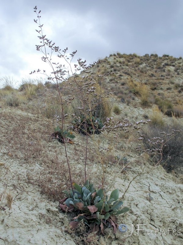 Limonium quesadense.05