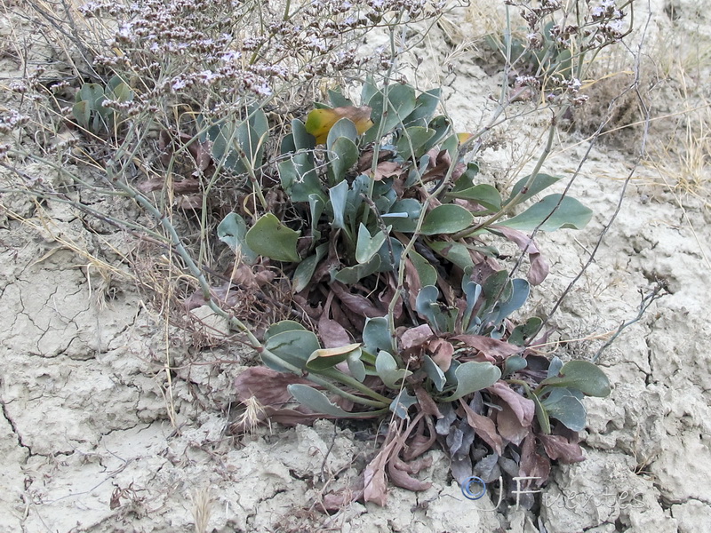 Limonium quesadense.07