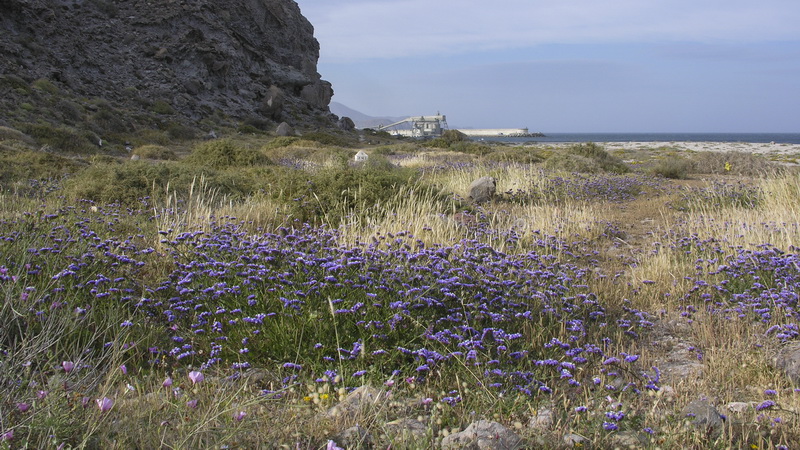 Limonium sinuatum.01