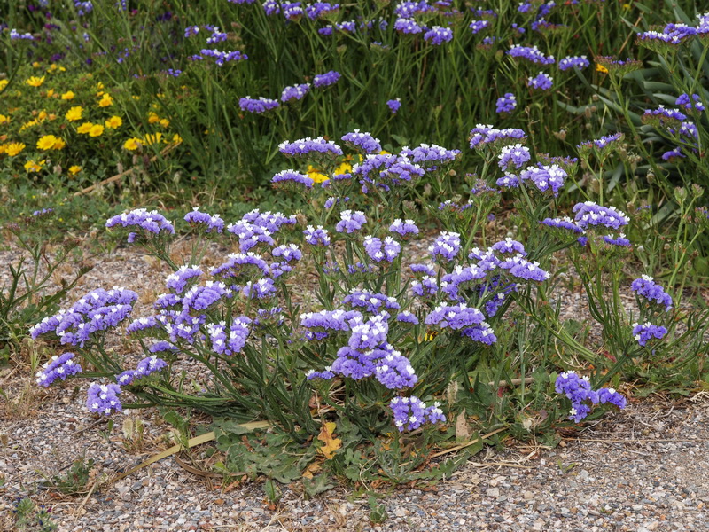 Limonium sinuatum.03