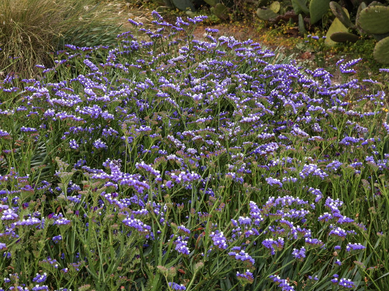 Limonium sinuatum.05