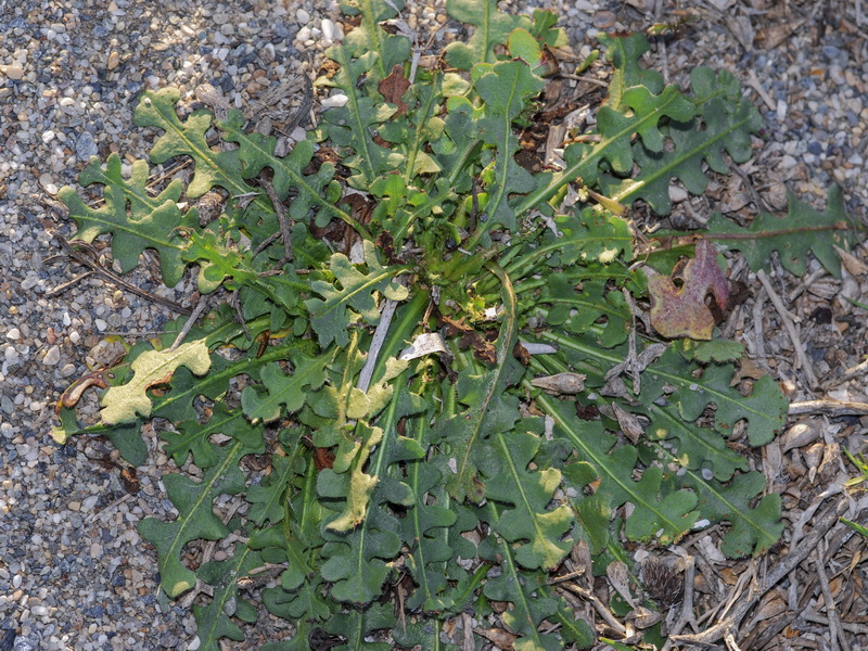 Limonium sinuatum.08