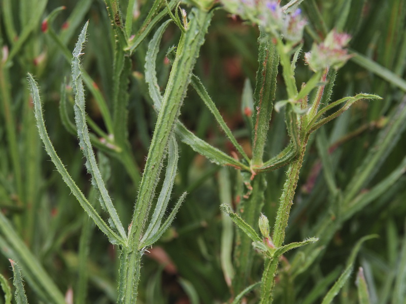 Limonium sinuatum.09