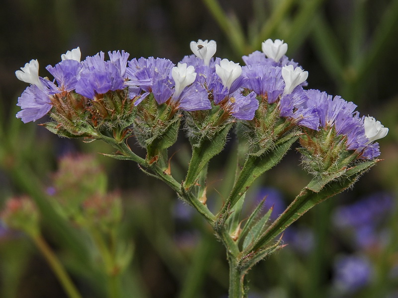 Limonium sinuatum.17