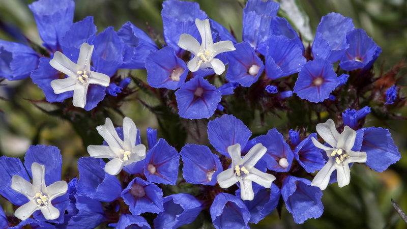 Limonium sinuatum.27