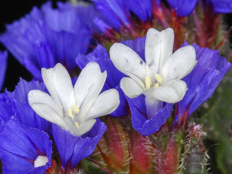 Limonium sinuatum.35