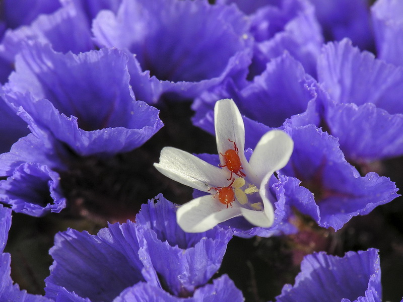 Limonium sinuatum.39