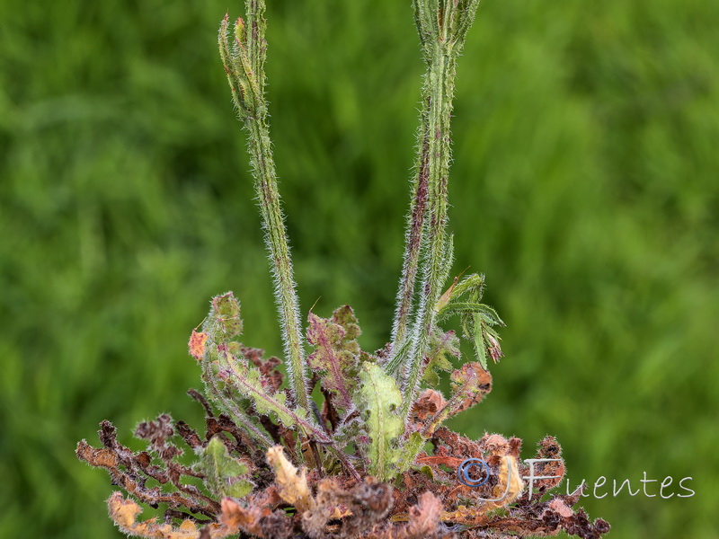 Limonium sinuatum.51