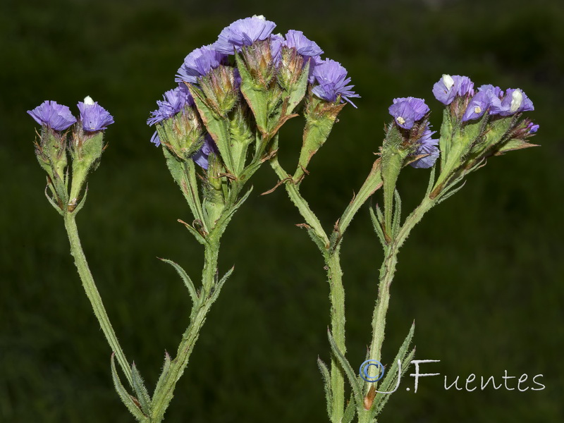 Limonium sinuatum.55