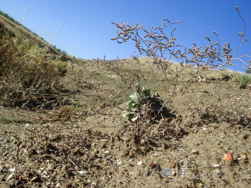 Limonium subglabrum.01