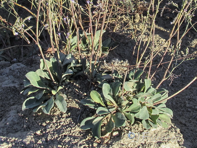 Limonium subglabrum.03