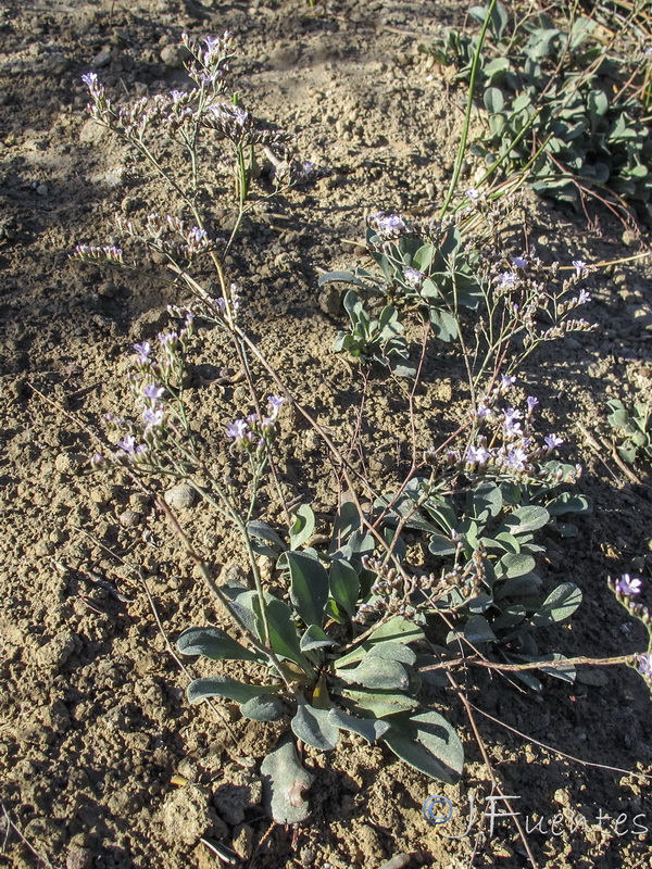 Limonium subglabrum.05