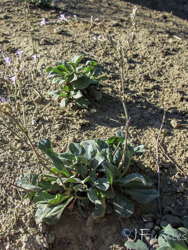 Limonium subglabrum.06