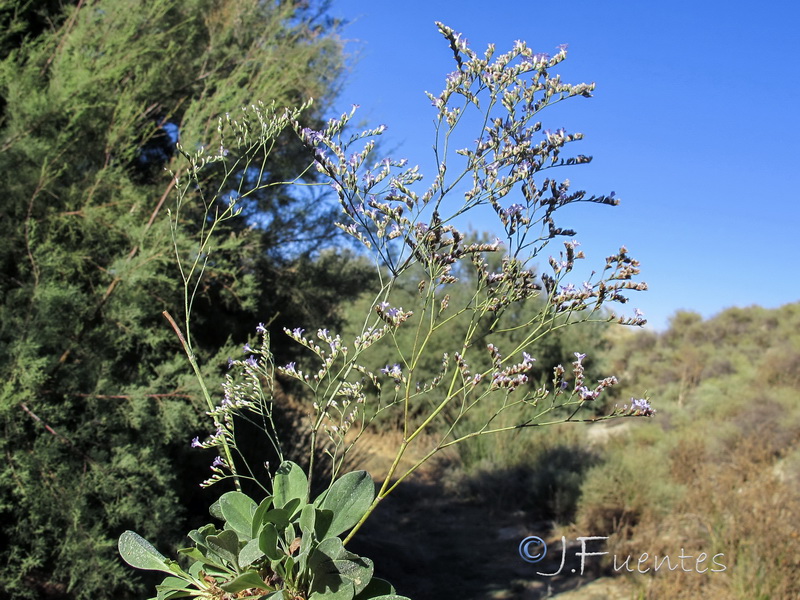 Limonium subglabrum.08