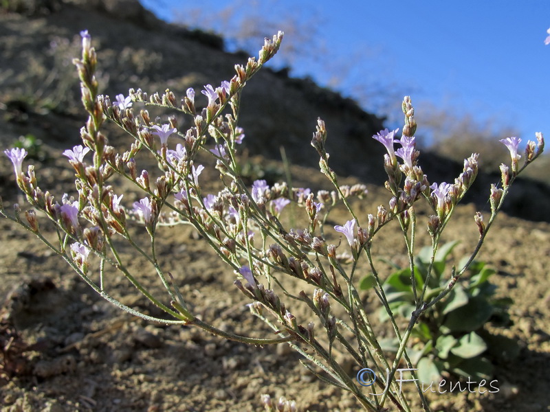 Limonium subglabrum.11
