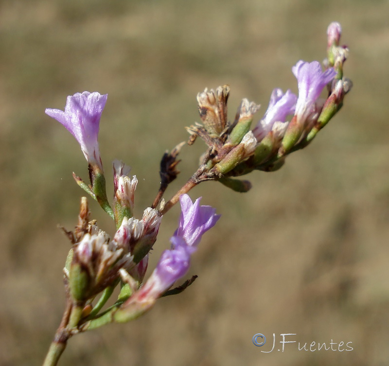Limonium subglabrum.13