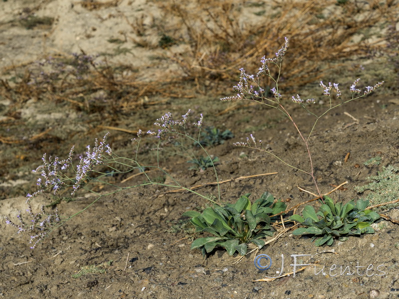 Limonium subglabrum.19