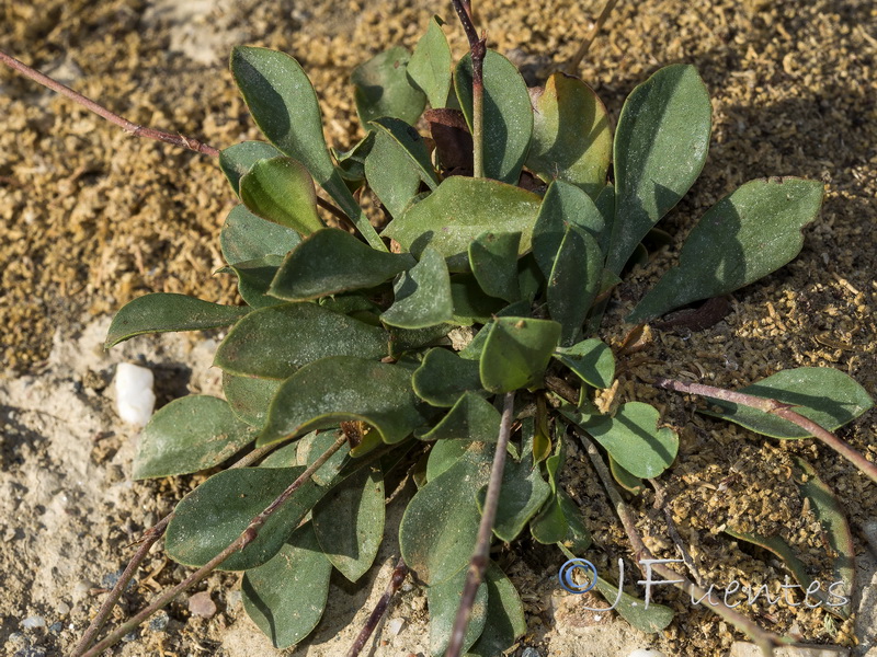 Limonium subglabrum.23