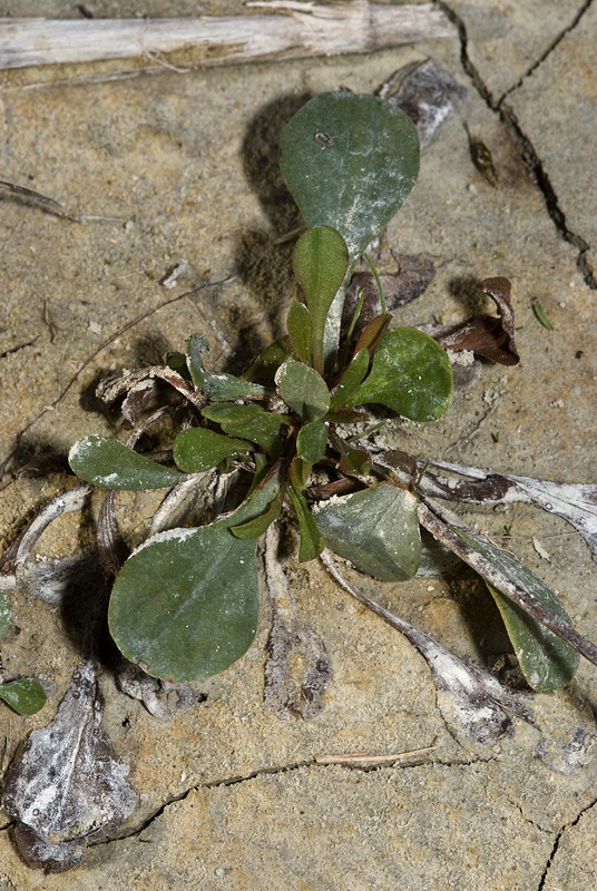 Limonium supinum.03