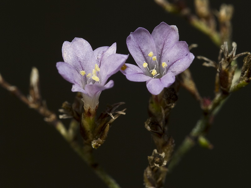 Limonium supinum.07