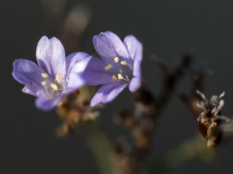 Limonium supinum.08