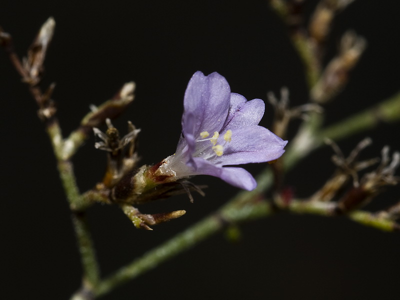 Limonium supinum.10