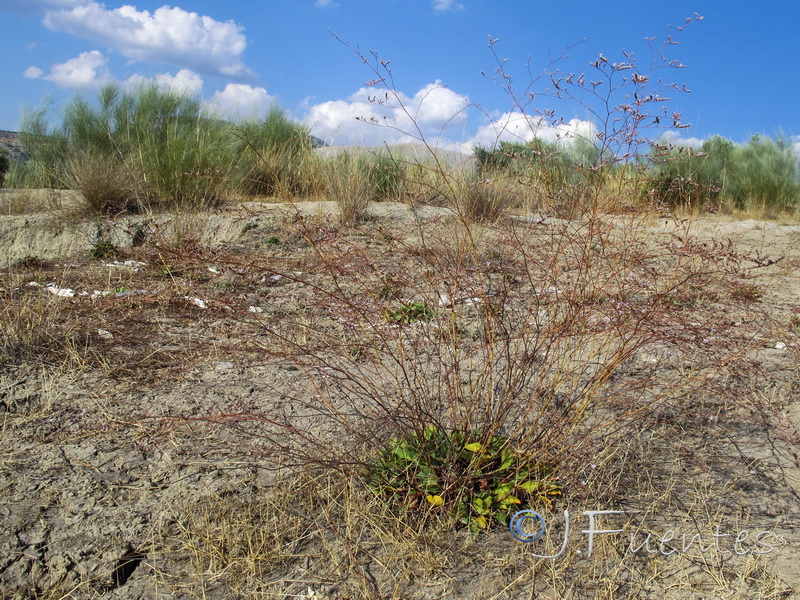 Limonium supinum.13