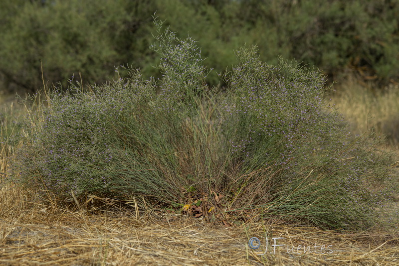 Limonium supinum.14