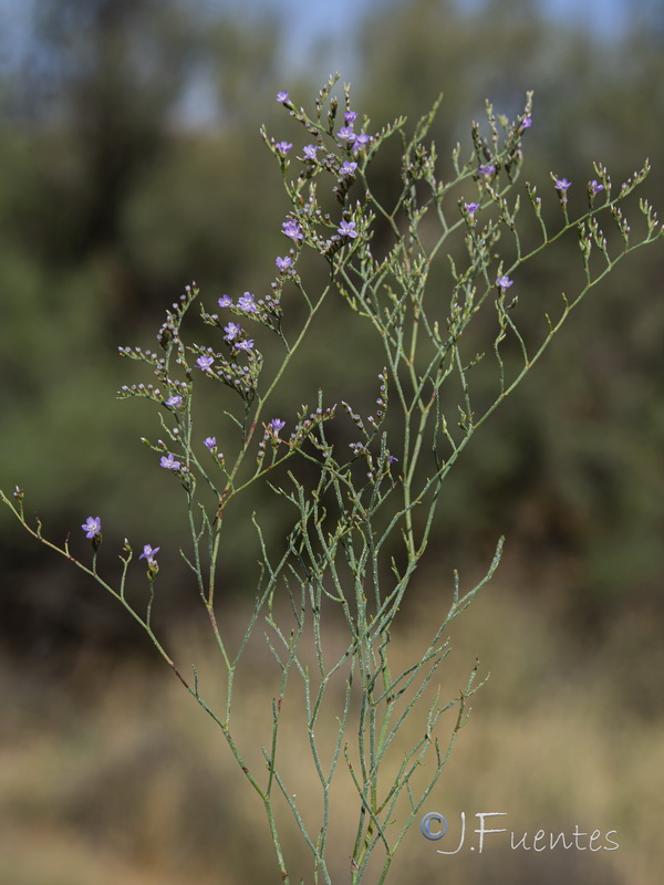 Limonium supinum.23