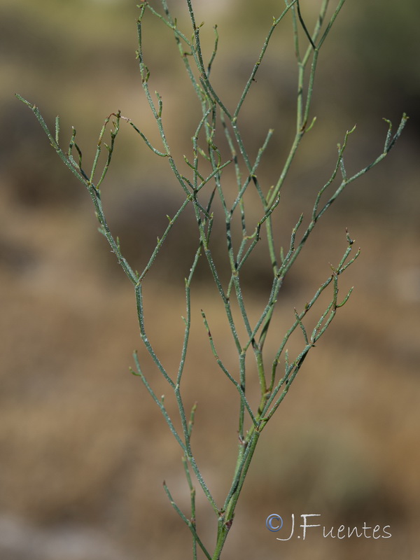 Limonium supinum.24