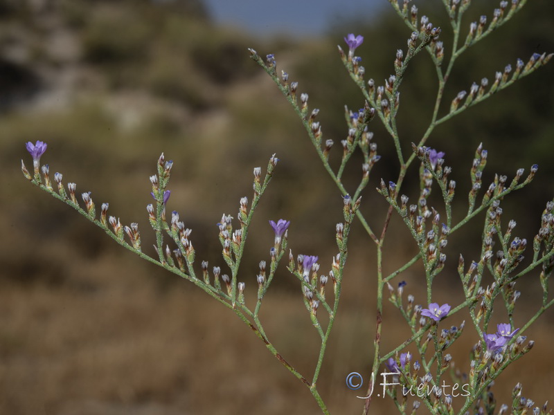 Limonium supinum.25