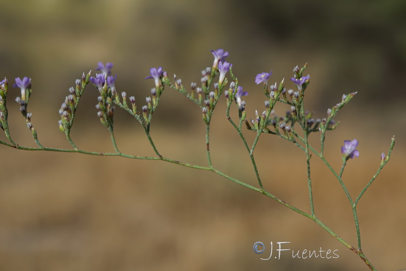 Limonium supinum.26