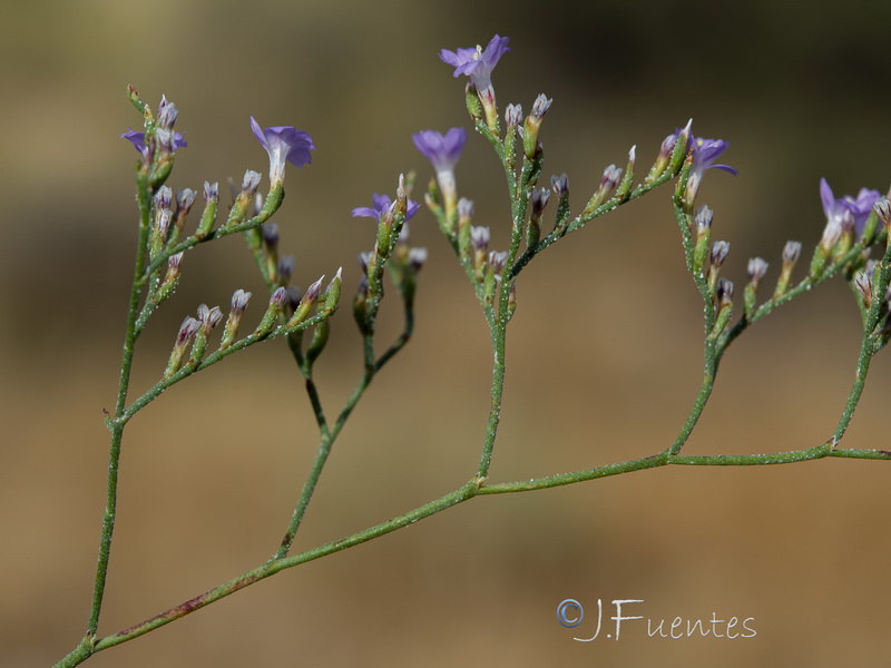 Limonium supinum.27