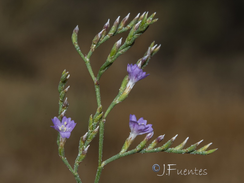 Limonium supinum.28