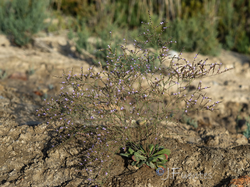 Limonium supinum.13