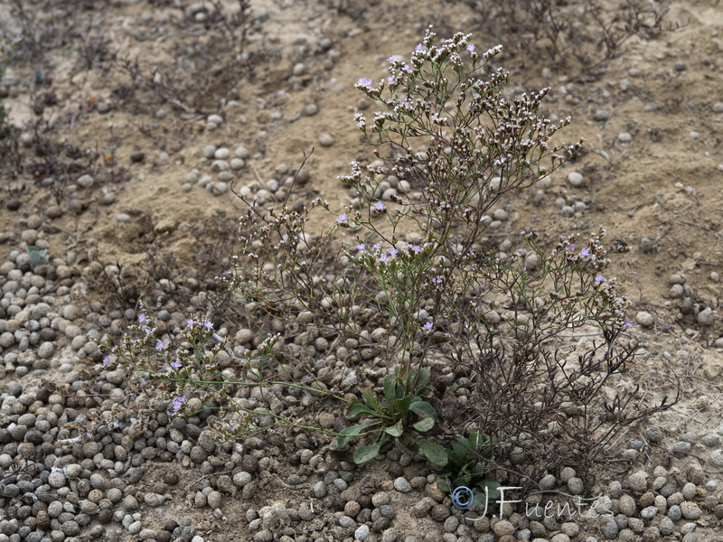 Limonium supinum.34